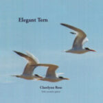 Elegant Tern CD, Clarelynn Rose